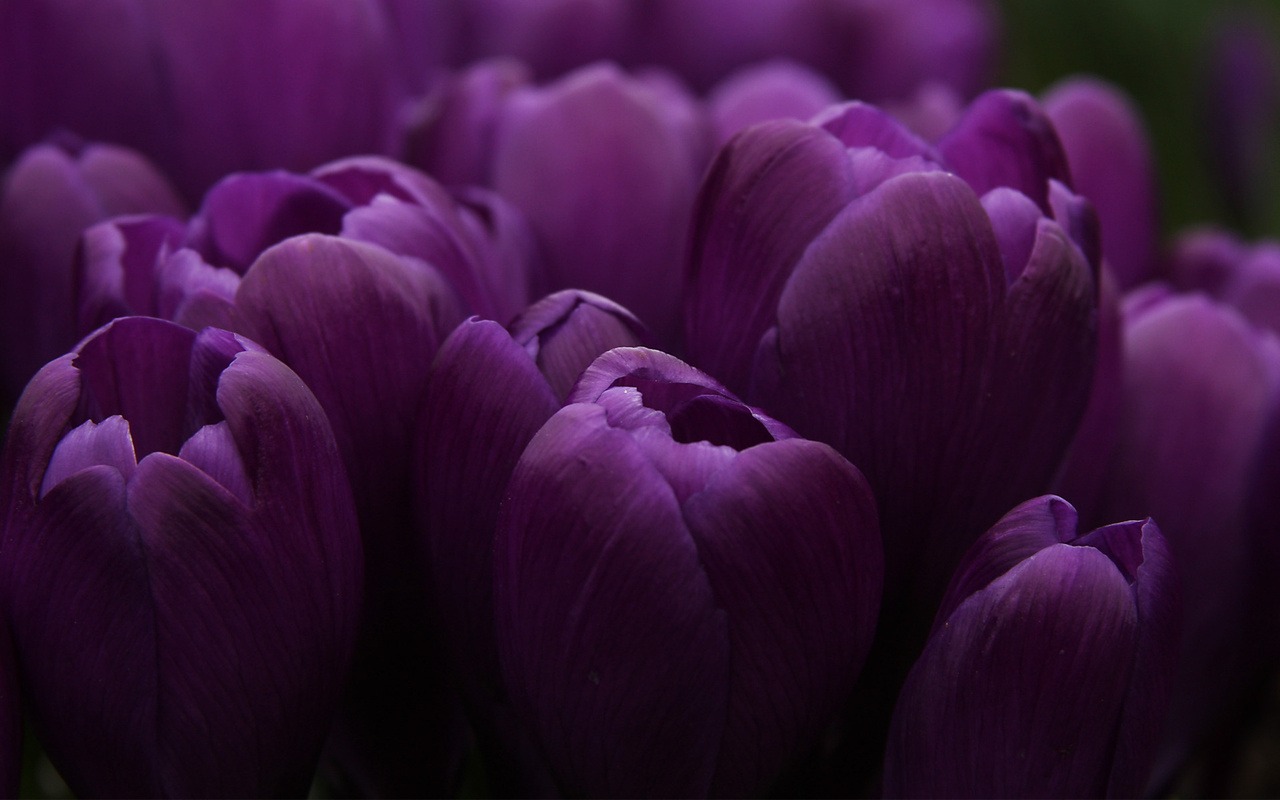 Tulipan Morado