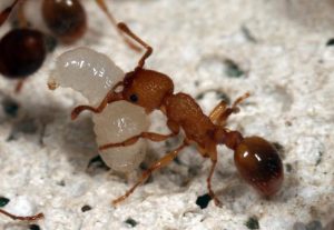 Myrmica sabuleti