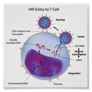 entrada_del_vih_al_poster_del_linfocito_t-re9d837552a234f7787ddeb57750e4b7a_a8o9_8byvr_512