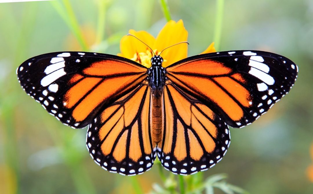 Declaran a la mariposa monarca en peligro de extinción